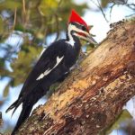 pileated_woodpecker_marcussharpe